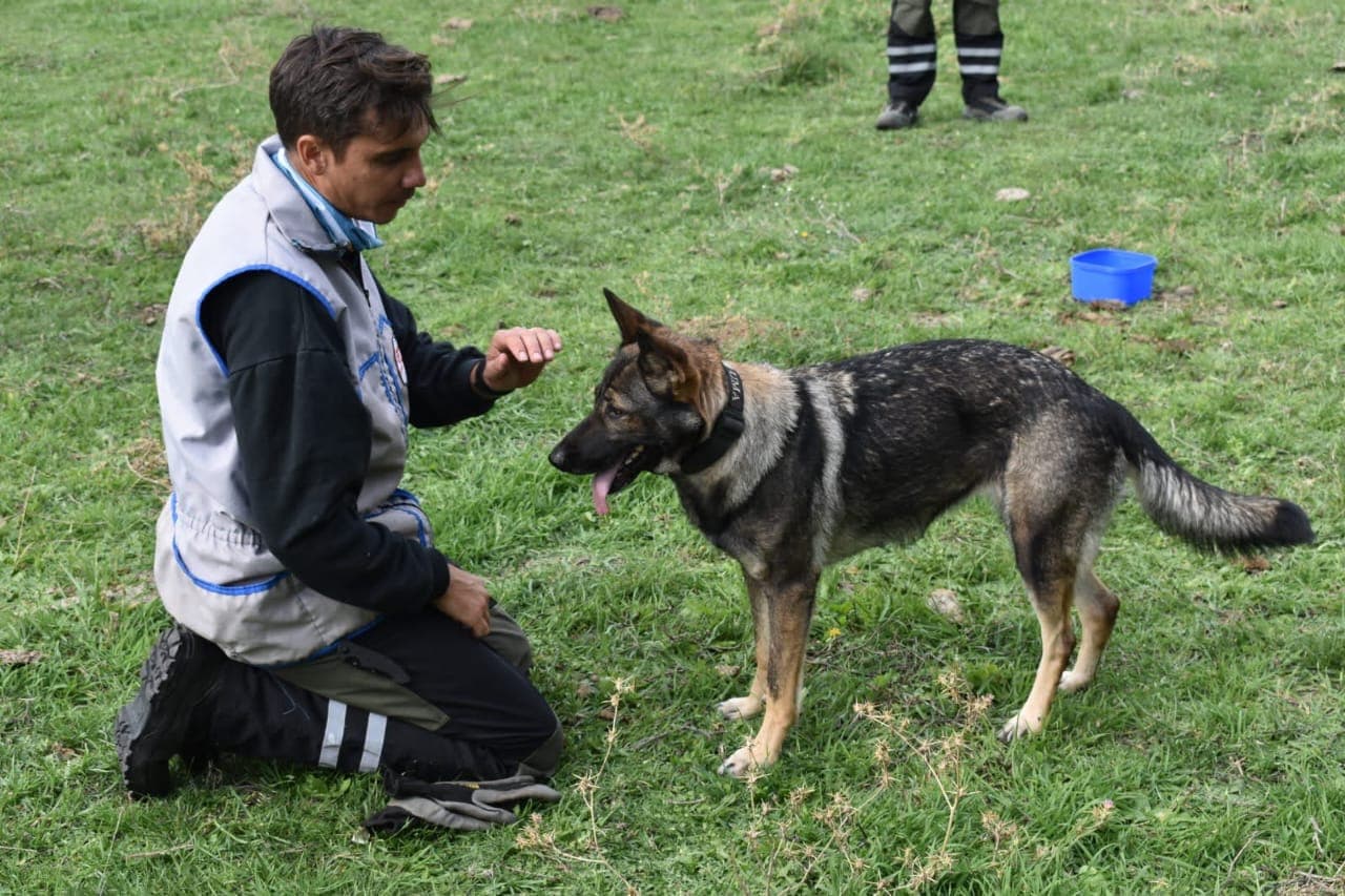 Perros felices después del entrenamiento