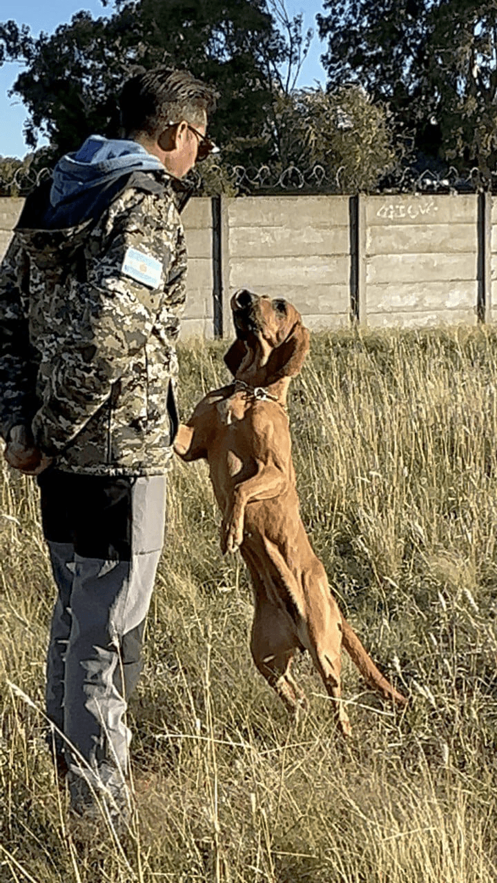 Perros Detectores K9 - Labor social de búsqueda y rescate